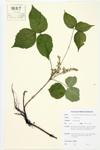 Poison Ivy; Climbing Poison Ivy; Eastern Poison ivy specimen