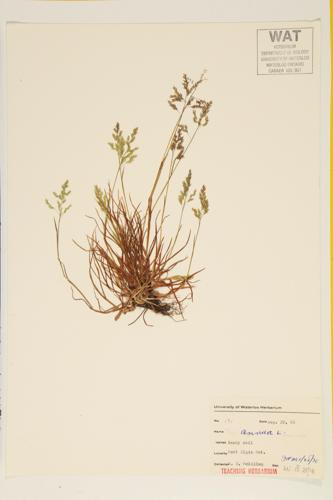 Annual Meadow Grass; Dwarf Meadow Grass specimen