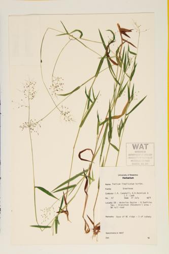 Panic Grass specimen