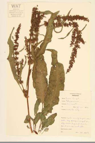 Curly Dock; Curly-leaf Dock specimen