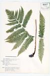 Goldie's Fern specimen