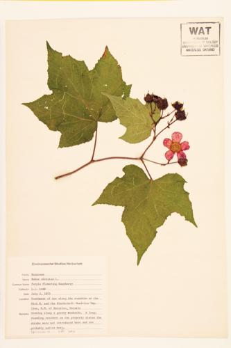 Purple-flowering Raspberry specimen