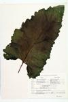 burdock specimen