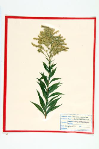 Giant Goldenrod; Late Goldenrod specimen