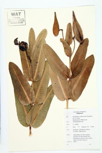 prairie milkweed specimen