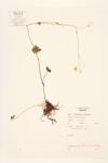 Bulbous Buttercup; Yellow Weed specimen