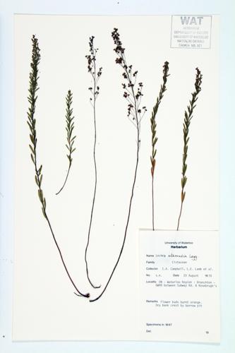 Large-podded Pinweed; Prairie Pinweed specimen