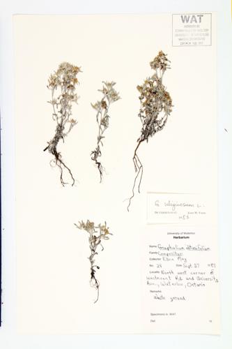 Marsh Cudweed; Low Cudweed specimen