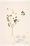 Early Meadow-rue specimen