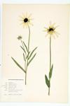 Black-eyed Susan; Yellow Daisy specimen