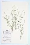 Long-stalked Chickweed; Long-stalked Stitchwort  specimen