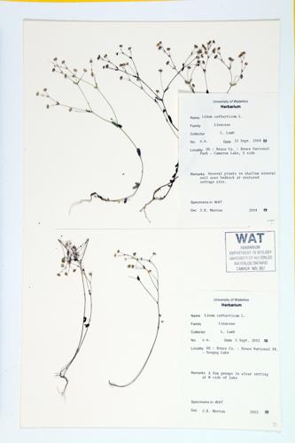 Cathartic Flax; Dwarf Flax; Fairy Flax specimen