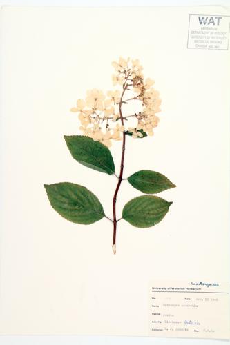 Wild Hydrangea specimen