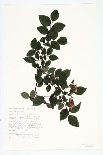 Dryland Blueberry; Pale Blueberry; Hillside Blueberry specimen