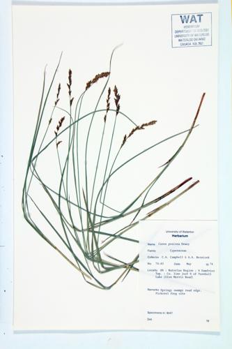 Prairie Sedge; Fen Panicled Sedge specimen