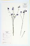 Linseed; Flax specimen