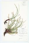 Long-stalked Sedge; Peduncled Sedge specimen