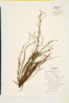 Douglas Knotweed specimen