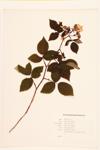 Prairie Rose; Climbing Rose specimen