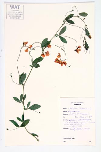 Tuberous Pea; Tuberous Vetching  specimen