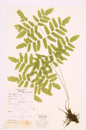 Royal Fern specimen