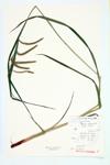 Fringed Sedge; Sickle-grass specimen