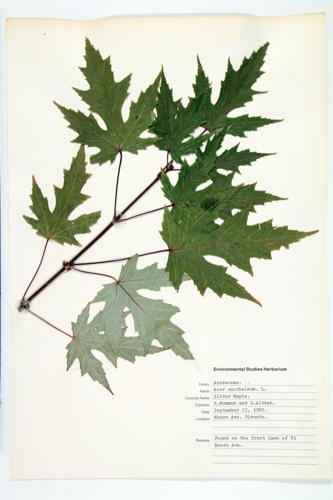 Silver Maple; Soft Maple specimen