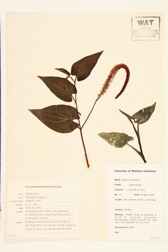 Lizard's-tail specimen