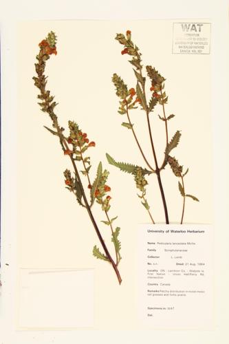 Swamp Lousewort; Swamp Wood-betony  specimen