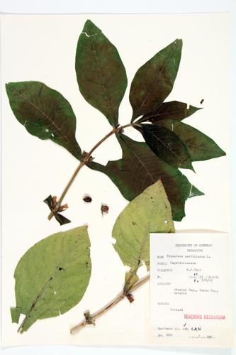 Tinker's Weed; Perfoliate Horse-gentain specimen