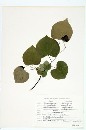 Eastern Redbud specimen