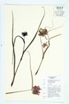 Ohio Spiderwort; Smooth Spiderwort specimen