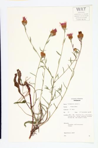 Rayed Knapweed; Brown Knapweed specimen