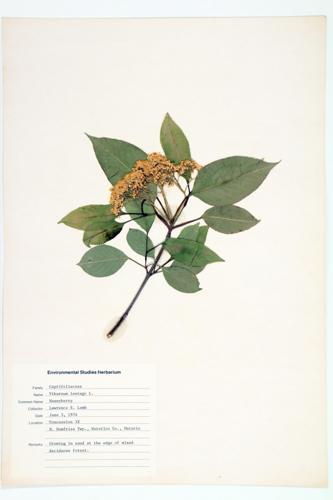 Nannyberry; Sheepberry specimen