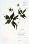 Virginia Waterleaf specimen