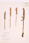 Striped Coral-root specimen