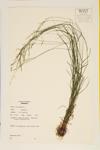 Wood Blue Grass ; Woodland Spear Grass; Inland Blue Grass specimen