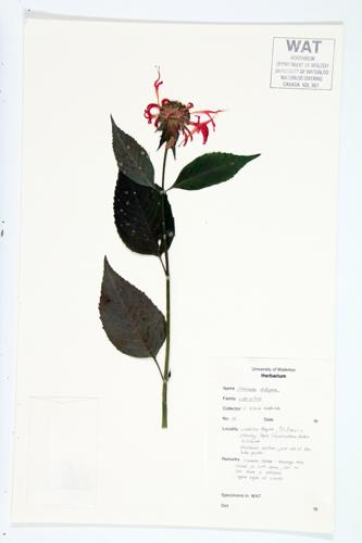 Oswego Tea; American Bee Balm  specimen