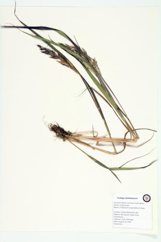 Tall Cottongrass; Common Cotton-grass; Tall Cotton-grass specimen