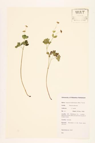 False Rue-anemone specimen