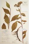 Cut-leaved Goldenrod specimen