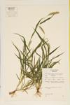 Yellow Foxtail specimen