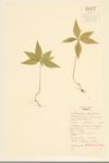 Star-flower; Chickweed Wintergreen specimen