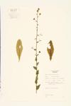 Moth Mullein specimen