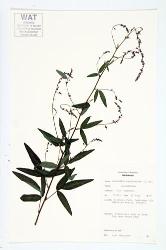 Panicled Tick-trefoil specimen