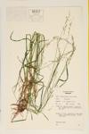 Two-rayed Poa; Bushy Pasture Spear Grass specimen