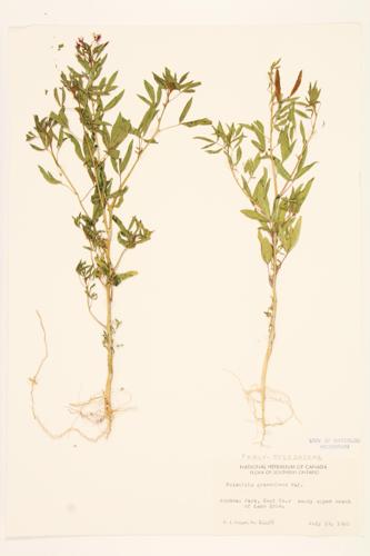 Common Clammyweed specimen