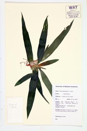 Broad-Leaved Sedge specimen