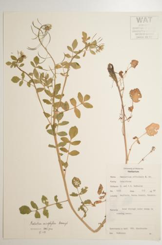 Small-leaved Water-cress  specimen