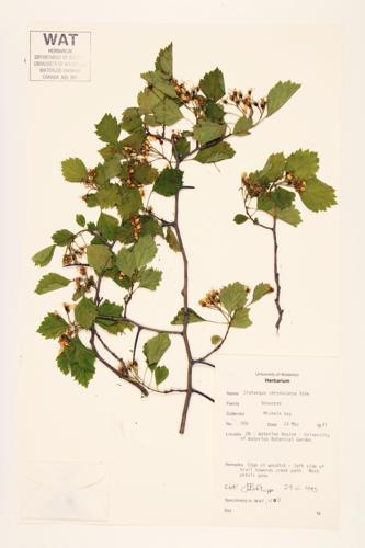 Fireberry Hawthorn; Round-leaved Hawthorn; Dodge's Hawthorn specimen